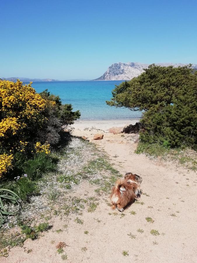 Frina Di Mari B&B San Teodoro  Εξωτερικό φωτογραφία